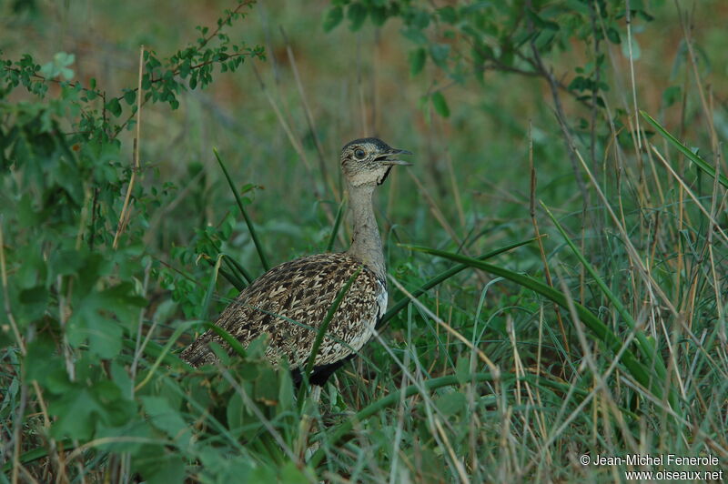 Red-crested Korhaan