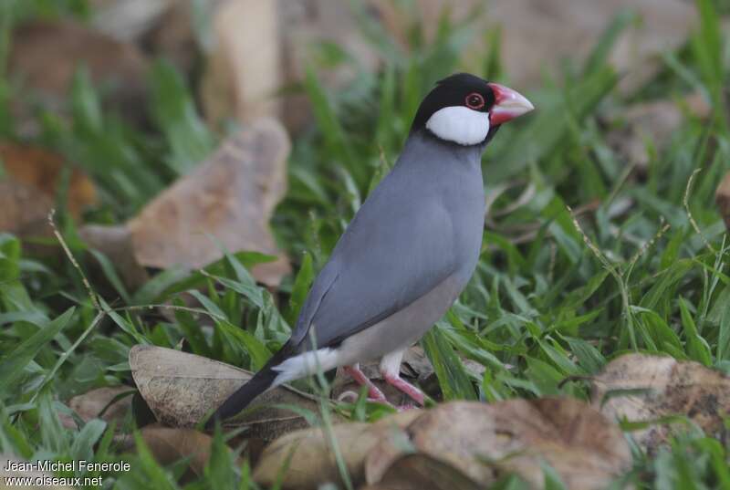 Java Sparrowadult, identification