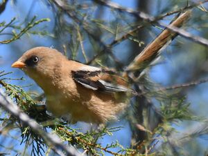 Bearded Reedling