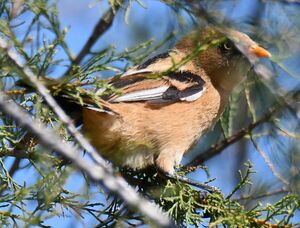 Bearded Reedling