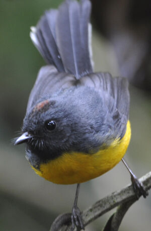 Slate-throated Whitestart