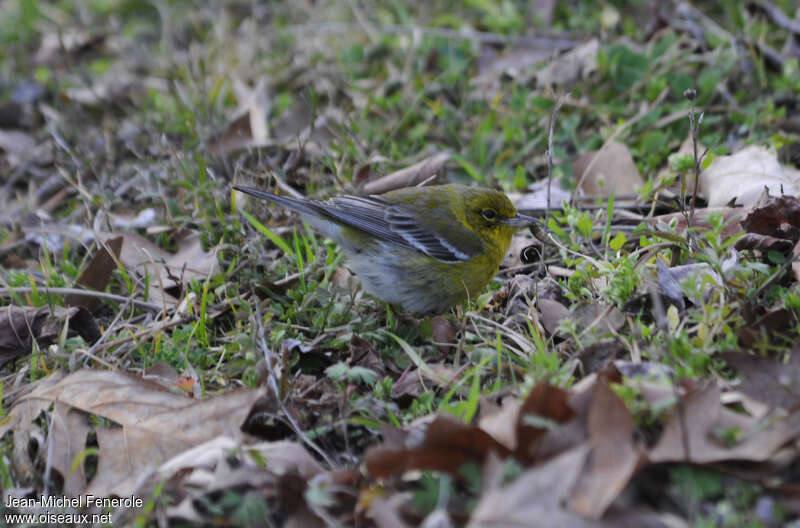 Pine Warbler male adult transition, identification