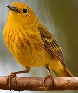Mangrove Warbler