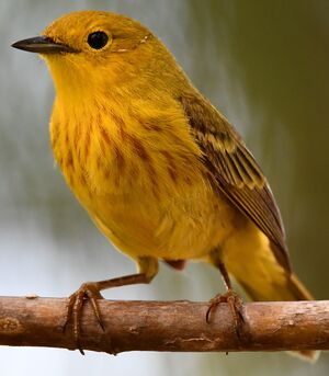 Mangrove Warbler