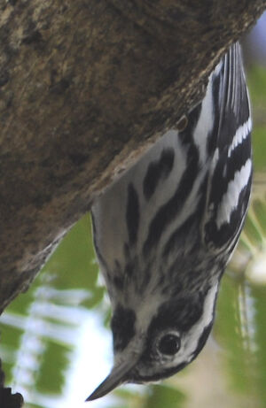 Black-and-white Warbler