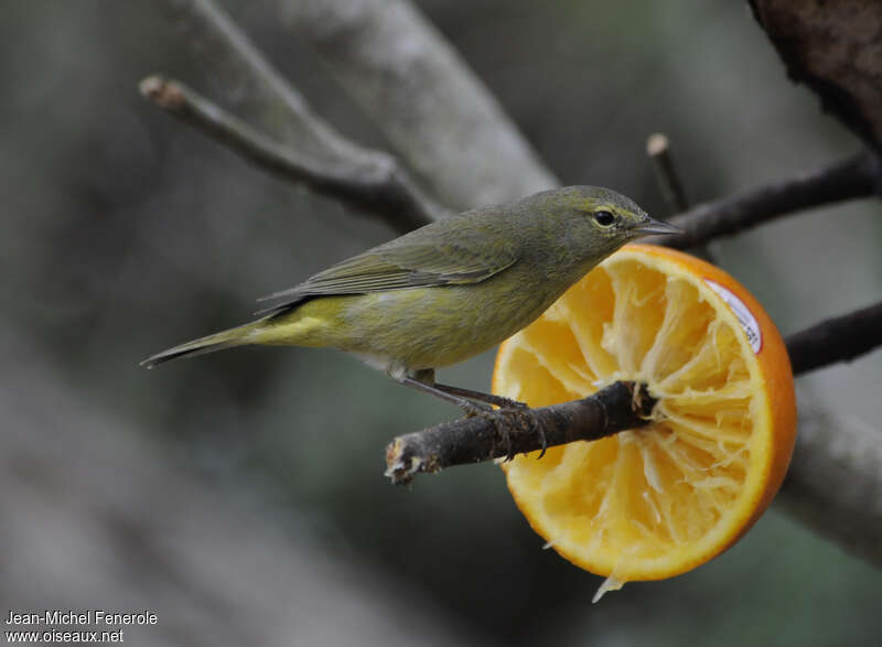 Orange-crowned Warbleradult, identification