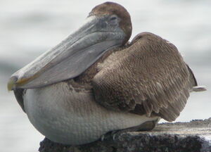 Brown Pelican