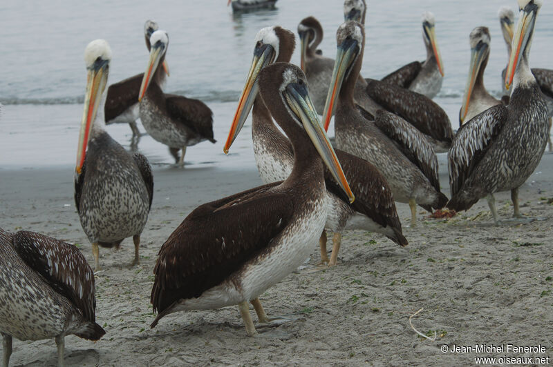 Peruvian Pelicanimmature