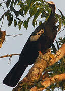 White-throated Piping Guan
