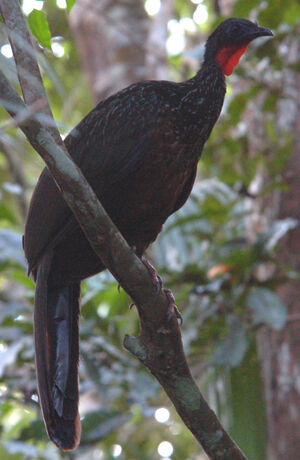 P�n�lope de Spix