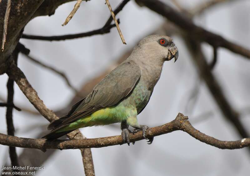 Red-bellied Parrot female