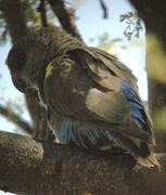 Rüppell's Parrot