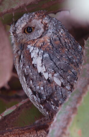 African Scops Owl