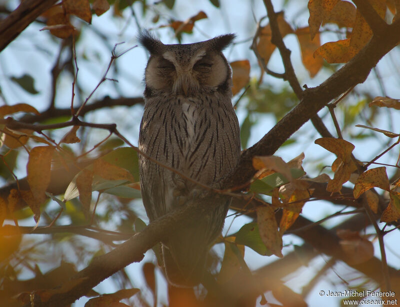 Southern White-faced Owl, identification