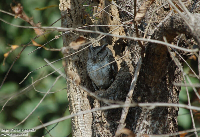 Indian Scops Owl, habitat