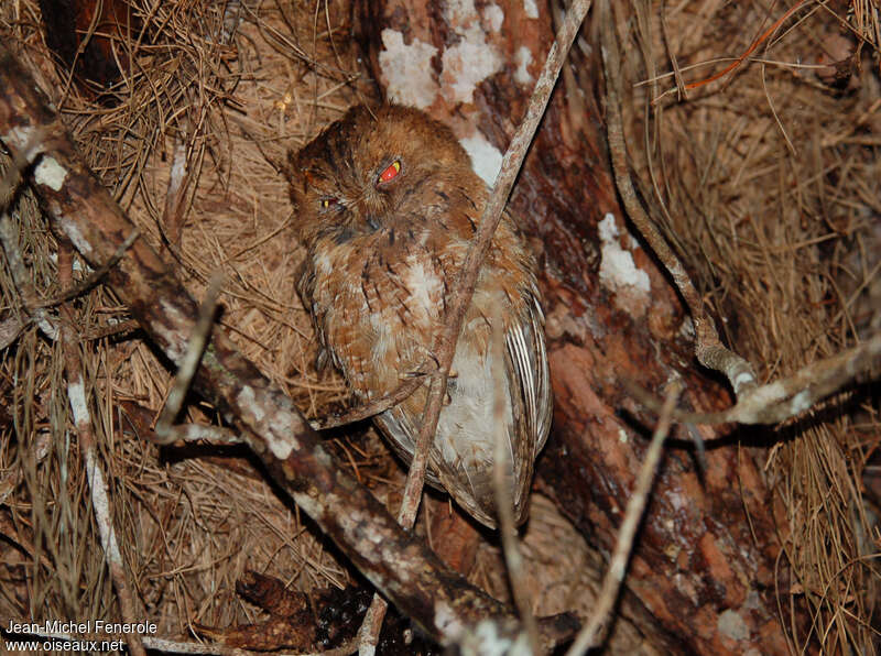 Rainforest Scops Owladult, identification