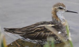Red-necked Phalarope