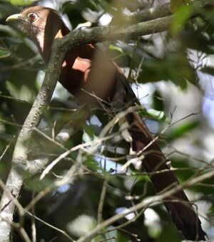 Squirrel Cuckoo