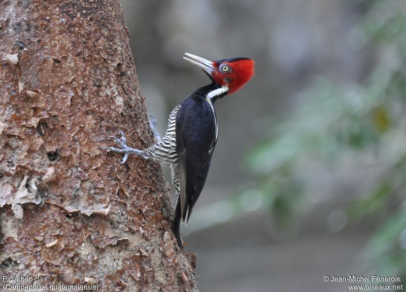 Pale-billed Woodpecker female adult