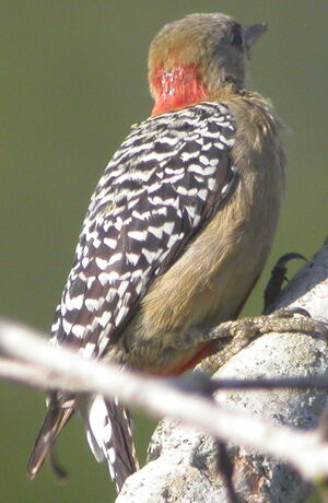 Red-crowned Woodpecker