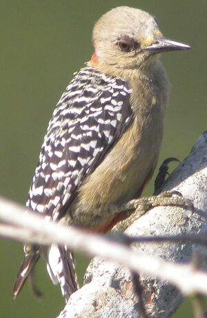 Red-crowned Woodpecker