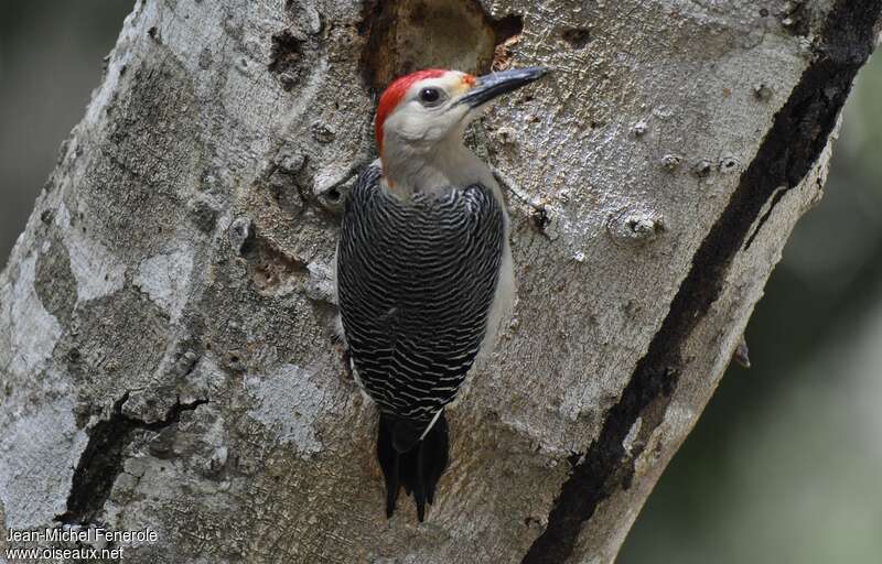 Velasquez's Woodpecker male adult, close-up portrait