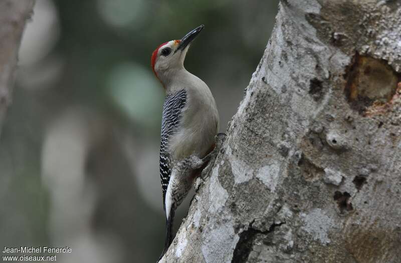 Velasquez's Woodpecker male adult breeding, identification