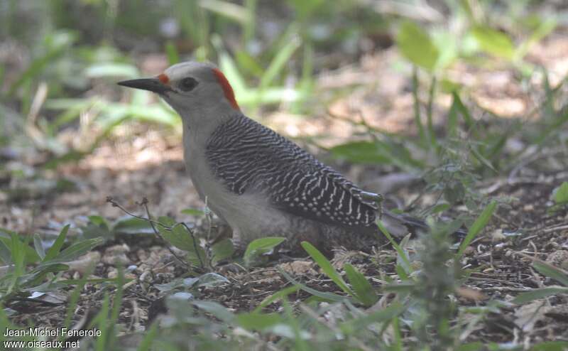 Velasquez's Woodpecker female adult, identification