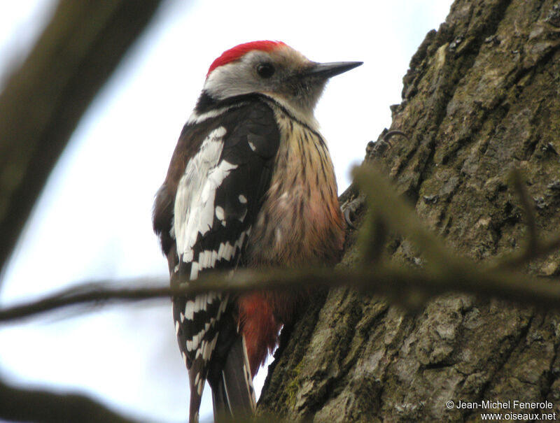 Middle Spotted Woodpecker male adult