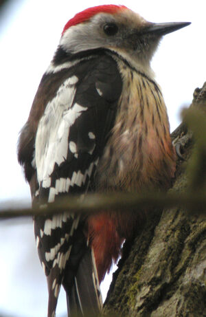 Middle Spotted Woodpecker