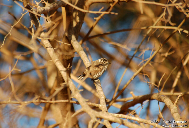 White-barred Piculet female
