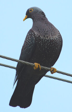 African Olive Pigeon