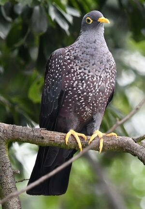 African Olive Pigeon