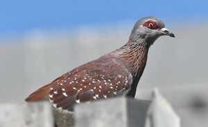 Pigeon roussard