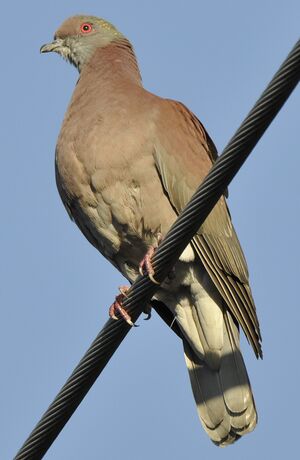 Pale-vented Pigeon