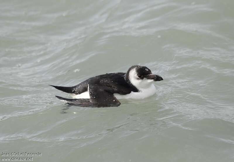 Pingouin torda2ème année, identification