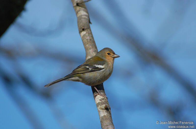 Common Chaffinch male adult