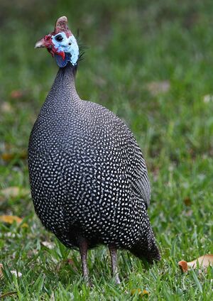 Helmeted Guineafowl