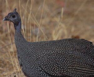 Helmeted Guineafowl