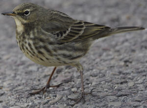 Eurasian Rock Pipit 
&copy; Jean-Michel Fenerole