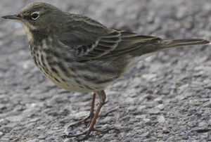 Eurasian Rock Pipit 
&copy; Jean-Michel Fenerole