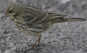 Pipit maritime