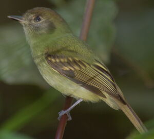 Sepia-capped Flycatcher