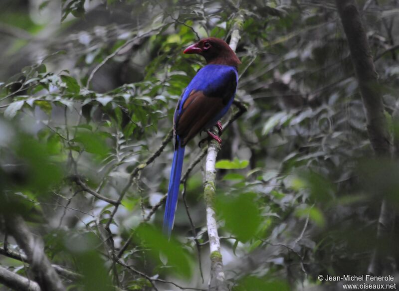 Sri Lanka Blue Magpie