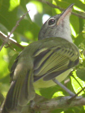 Yellow-olive Flatbill