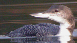 Great Northern Loon