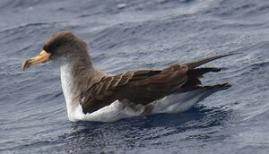 Puffin cendré
