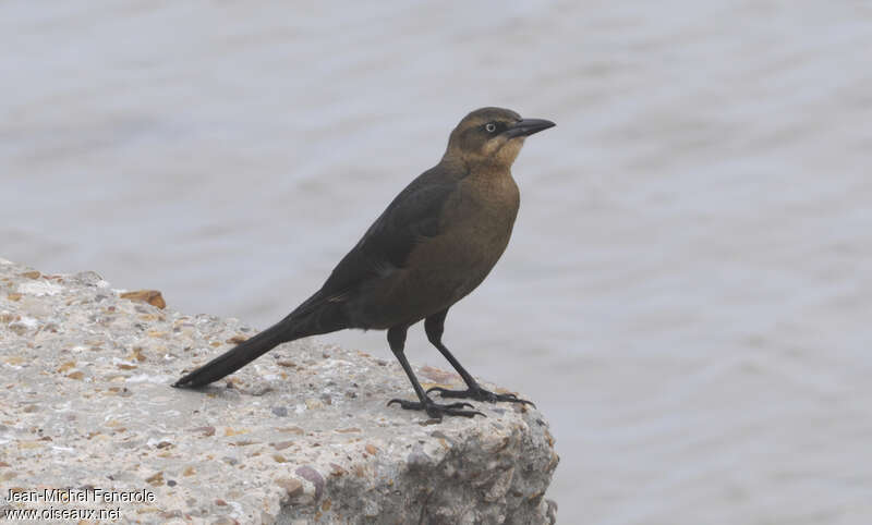 Great-tailed Grackle female adult, identification