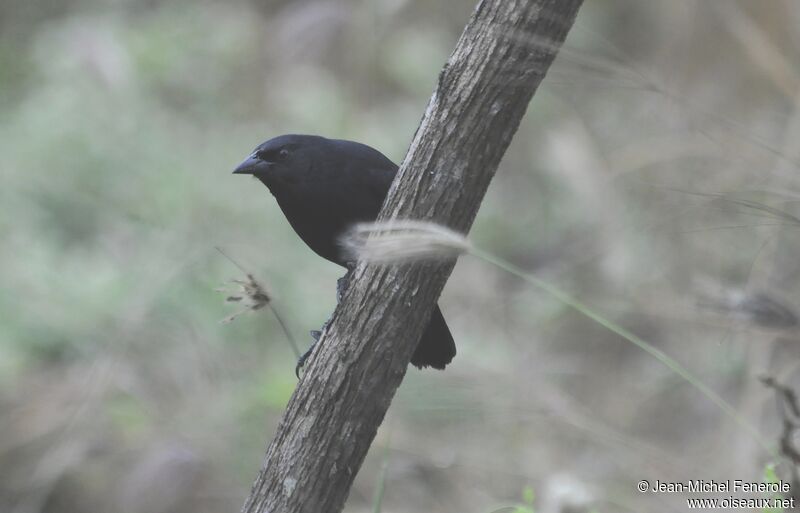 Scrub Blackbird