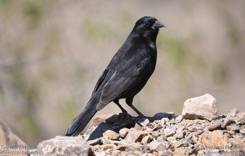 Bolivian Blackbird
